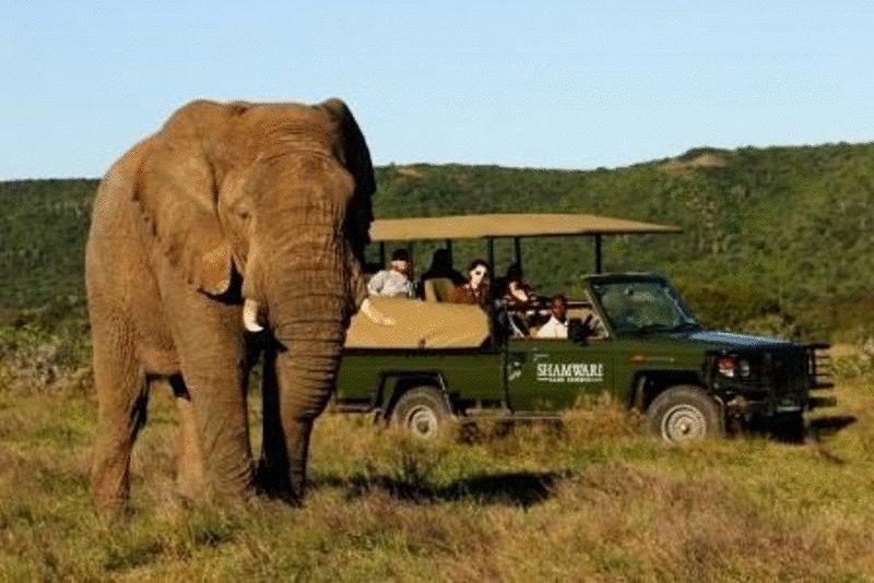 Shamwari Game Reserve Port Elizabeth Luaran gambar